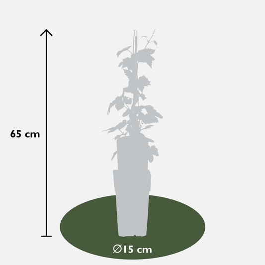 3x Humulus lupulus 'Nordbrau' – Pflegeleichte Hopfenpflanze Ø15cm