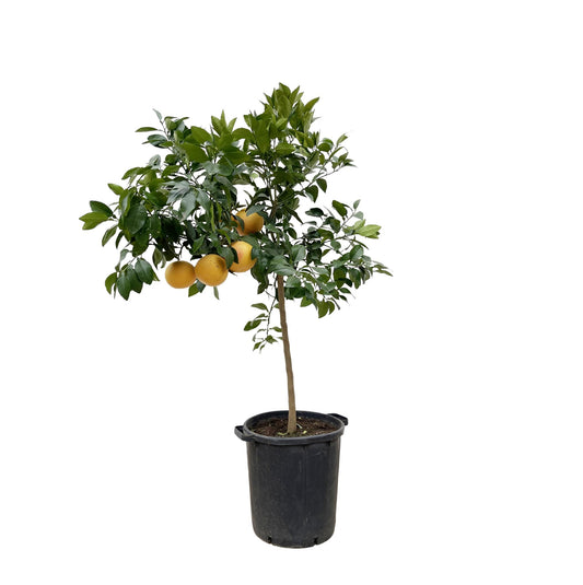 Citrus Pompelmo – Pflegeleichter Zitrusbaum 150 cm