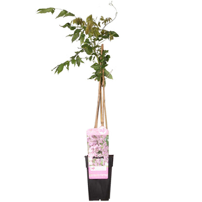 Wisteria floribunda 'Rosea' – Rosa Regen Kletterpflanze Ø15cm