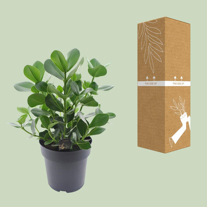 Clusia Rosea Princess – Autogrammbaum Ø27cm, 60cm hoch