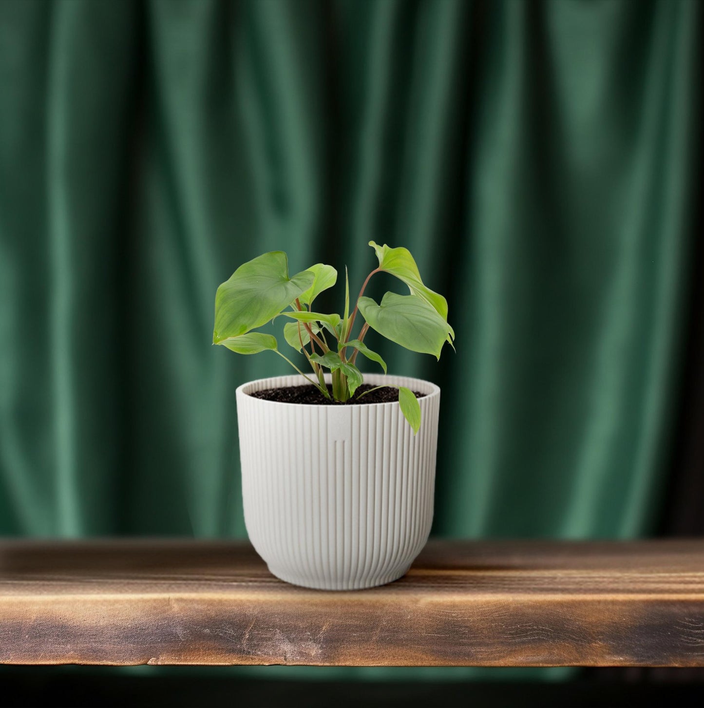 Homalomena Maggy – Pflegeleichte Glücksfeder Ø12cm