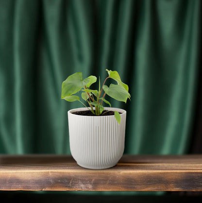 Homalomena Maggy – Pflegeleichte Glücksfeder Ø12cm