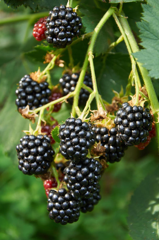 Rubus Lochness – Bio-Brombeere Ø13cm, 45cm hoch