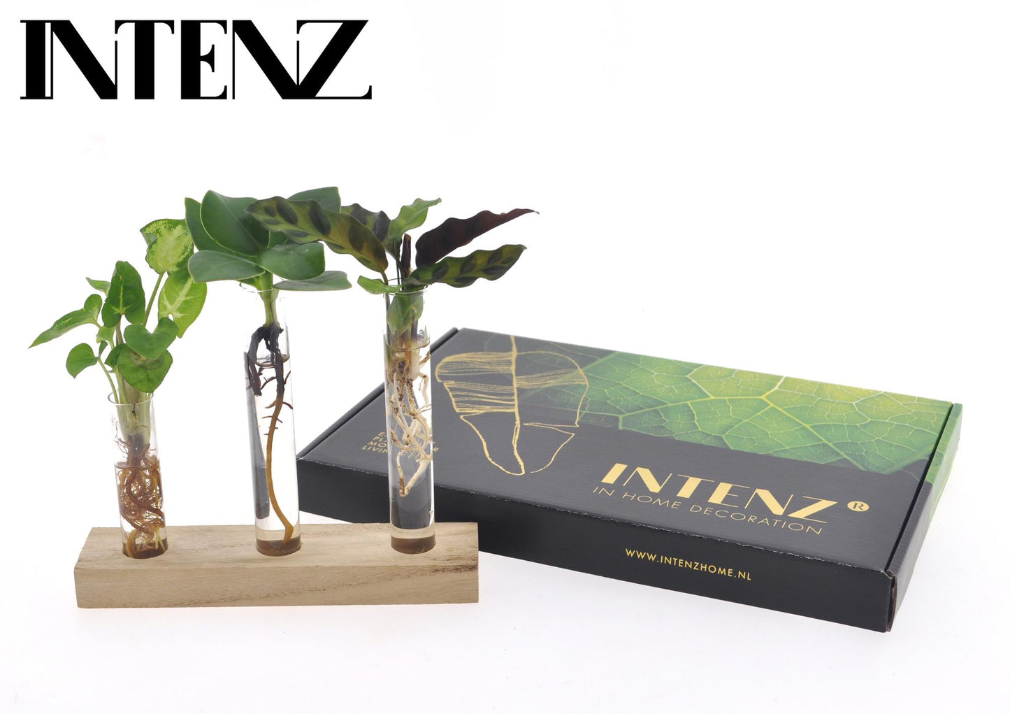 Briefkastenpaket Hydrokultur – Pflegeleichte Mini-Pflanzen im Set