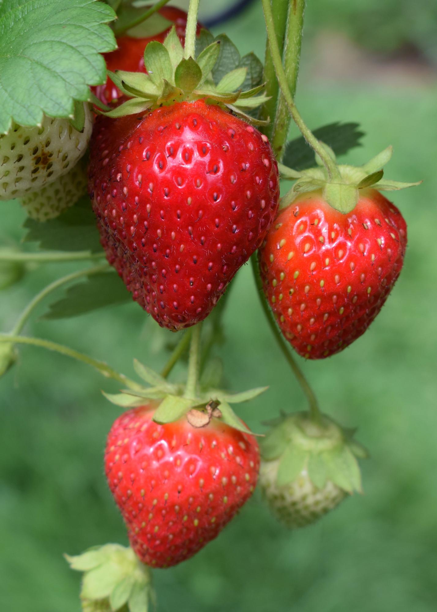 Erdbeere 'Delizzimo' Ø13cm – Bio-Beerenpflanze