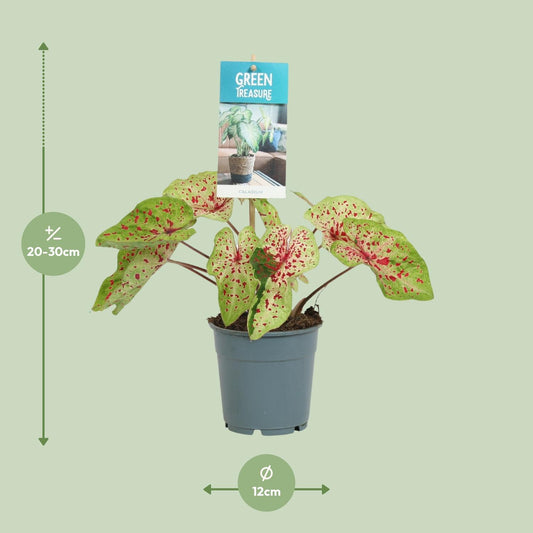 Caladium Miss Muffet – Engelsflügel Zimmerpflanze Ø12cm