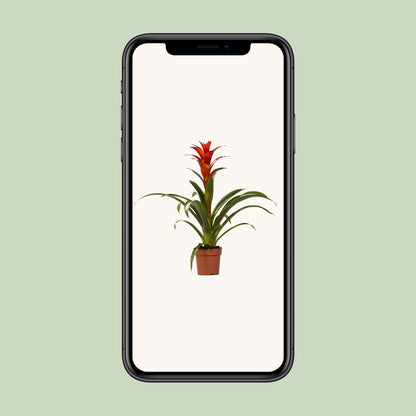 Guzmania Ostara – Exotische, pflegeleichte Zimmerpflanze Ø12cm