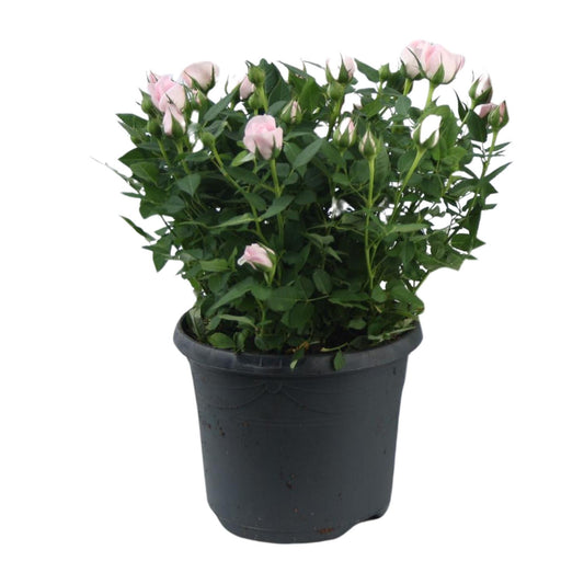 Rosa Jewel Patio Baby – Duftende Topfrose Ø17cm