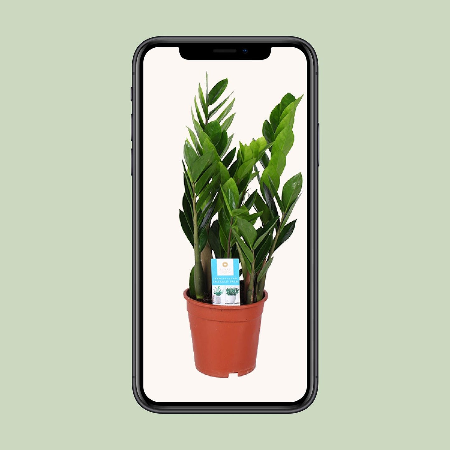 Zamioculcas Zamiifolia Ø17cm – Pflegeleichte ZZ-Pflanze bis 60cm