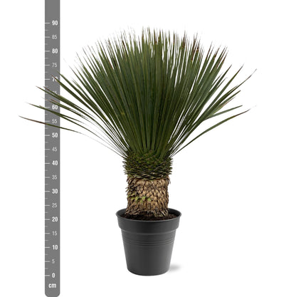 Yucca Rostrata – Robuste und pflegeleichte Zimmerpflanze 80-100 cm