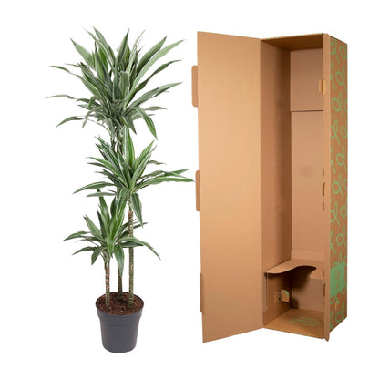 Dracaena Warneckei – Pflegeleichte Zimmerpflanze 100 cm