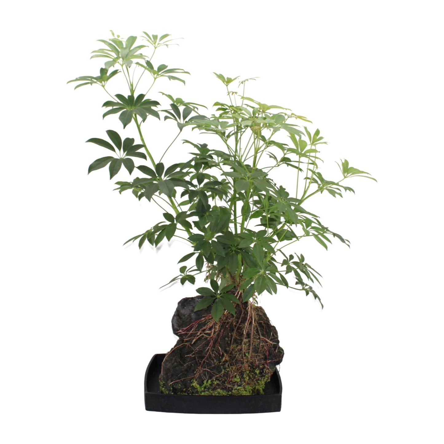 Schefflera Arboricola – Pflegeleichte Schirmpflanze Ø40cm