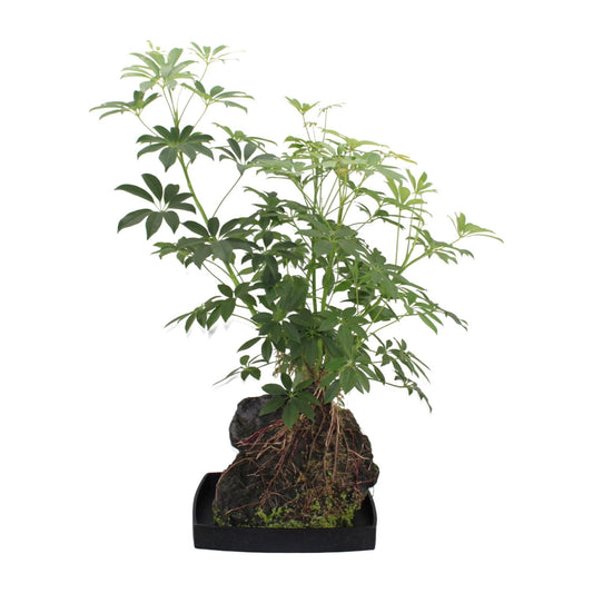 Schefflera Arboricola – Pflegeleichte Schirmpflanze Ø40cm