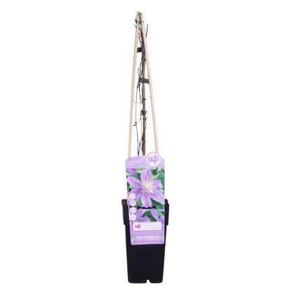 Clematis Justa – Pflegeleichte blühende Kletterpflanze Ø15cm
