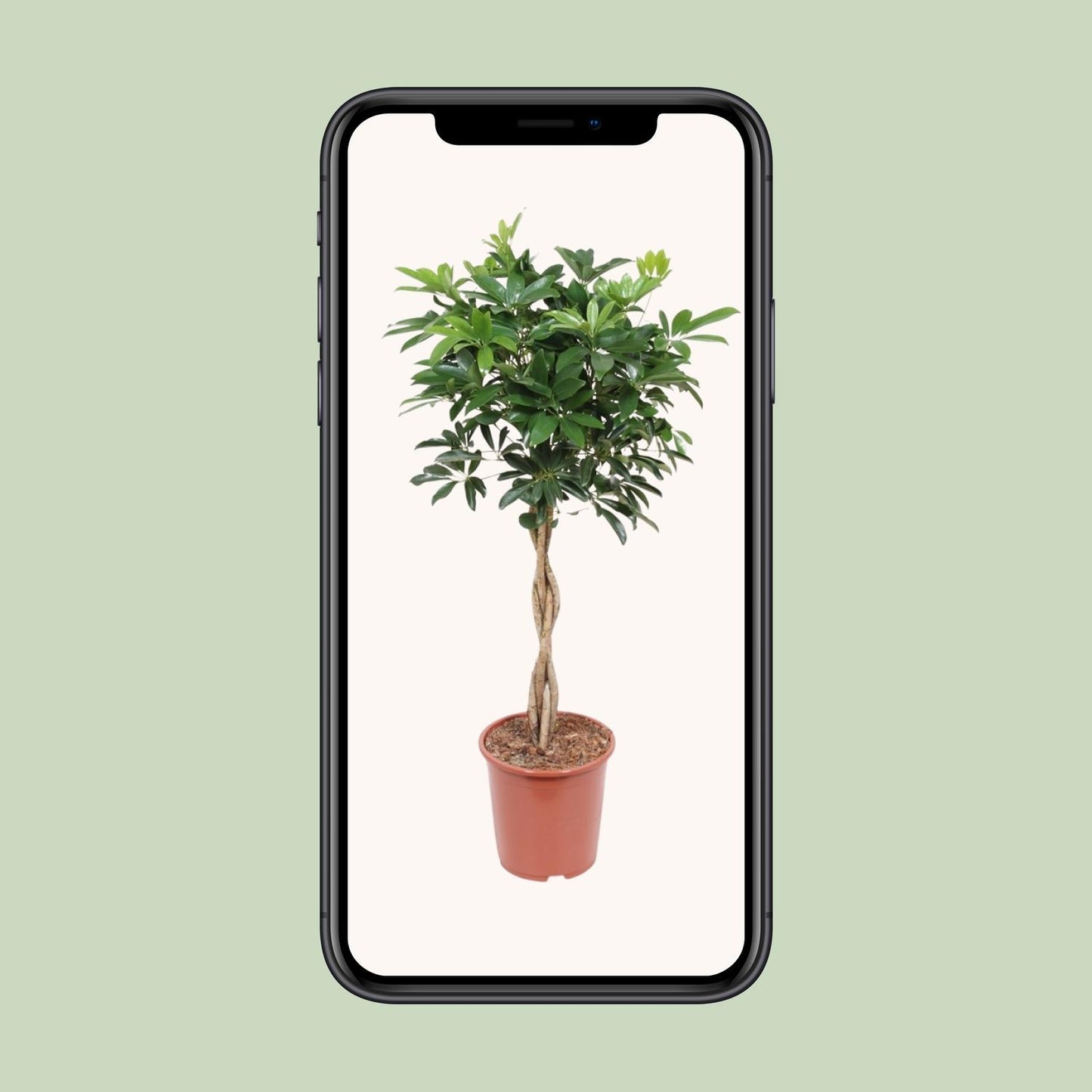 Schefflera Arboricola Compacta – Pflegeleichte Schirmpflanze Ø27cm