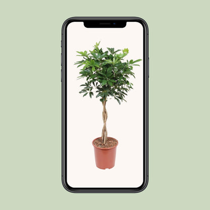 Schefflera Arboricola Compacta – Pflegeleichte Schirmpflanze Ø27cm