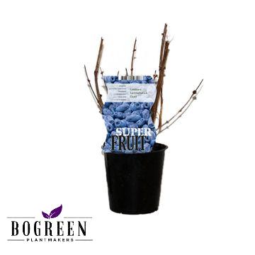 Lonicera Duet (Honigbeere) – pflegeleichte Zimmerpflanze Ø12cm