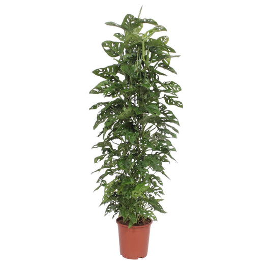 Monstera Monkey Leaf Zimmerpflanze mit Rankgitter 180 cm