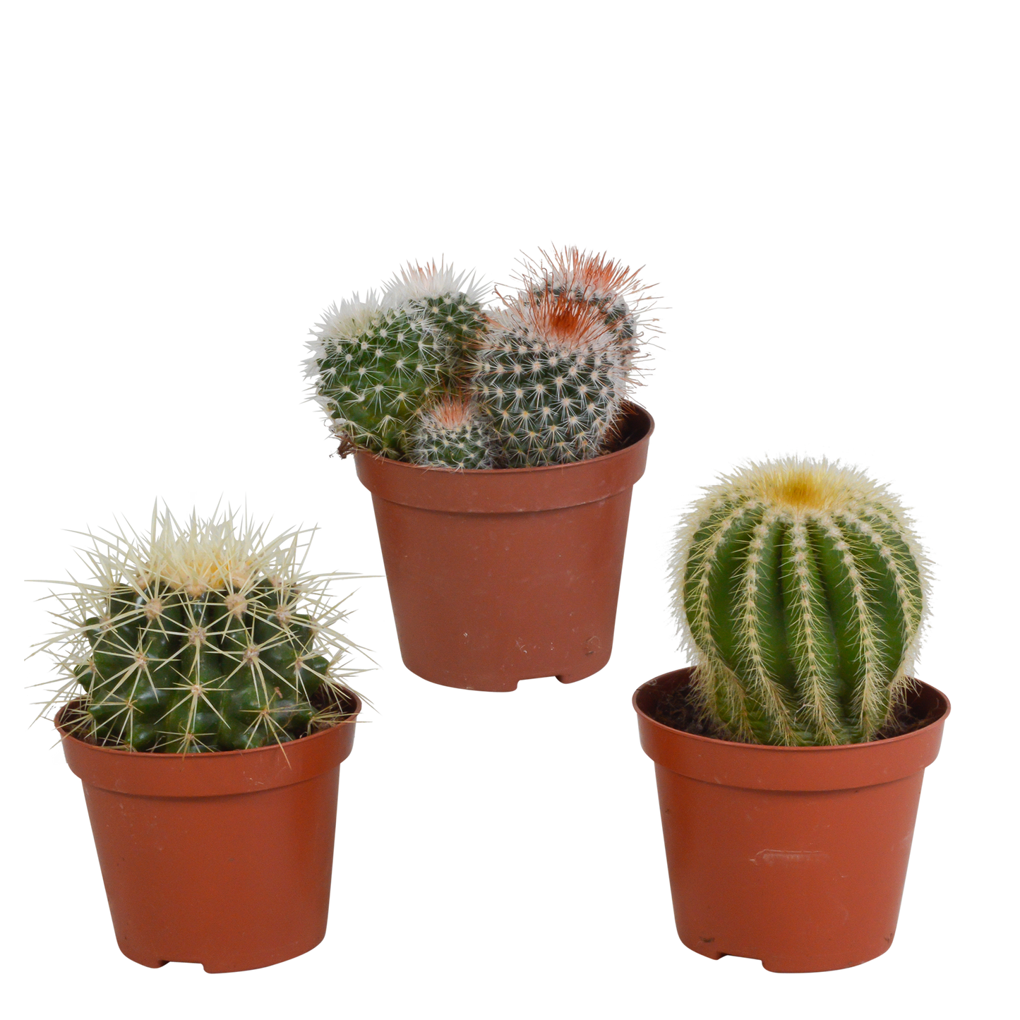 Bolcactus-Mischung 8,5 cm – Kugelförmige Kakteen ohne Topf