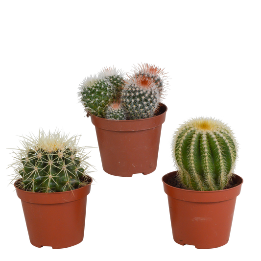 Bolcactus-Mischung 8,5 cm – Kugelförmige Kakteen ohne Topf