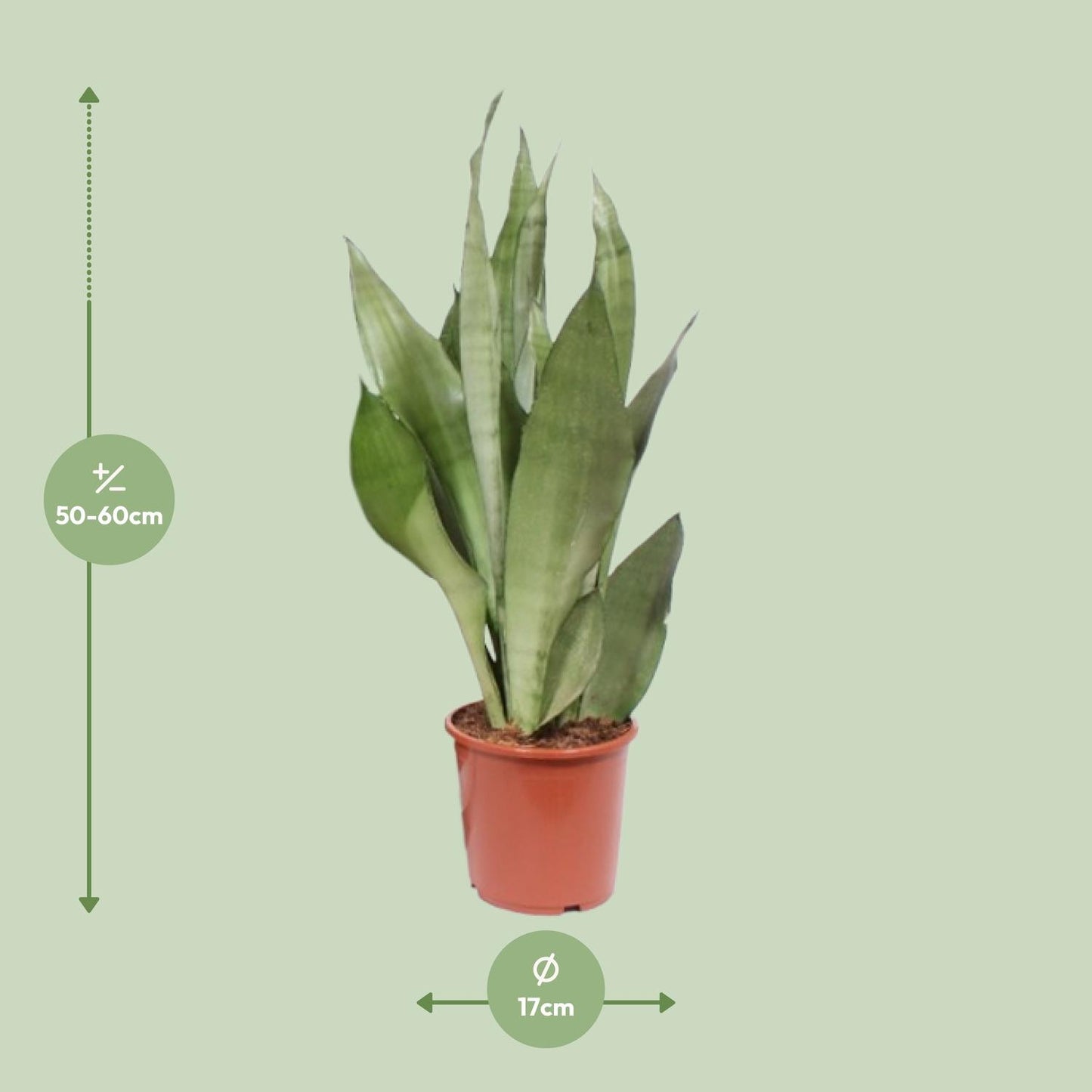 Sansevieria Moonshine – Pflegeleichte Zimmerpflanze Ø17cm