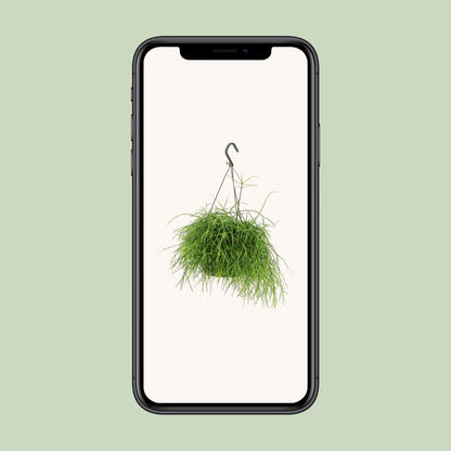 Rhipsalis Oasis – Pflegeleichte hängende Zimmerpflanze Ø17cm