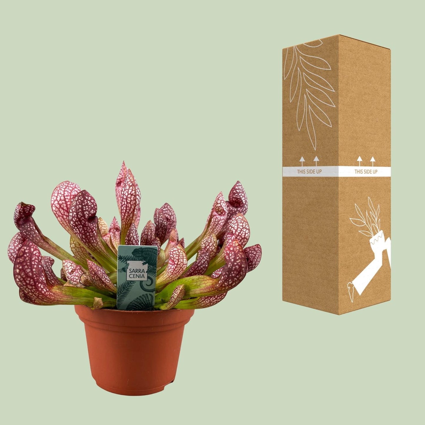Sarracenia Scarlet Belle – Robuste Kannenpflanze Ø12cm