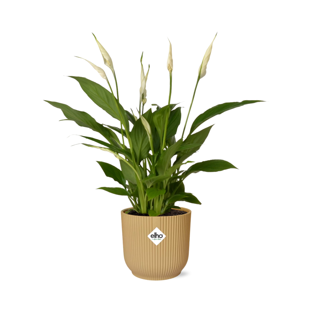 Spathiphyllum 12 cm Torelli in ELHO Vibes Fold 14 cm Gelb