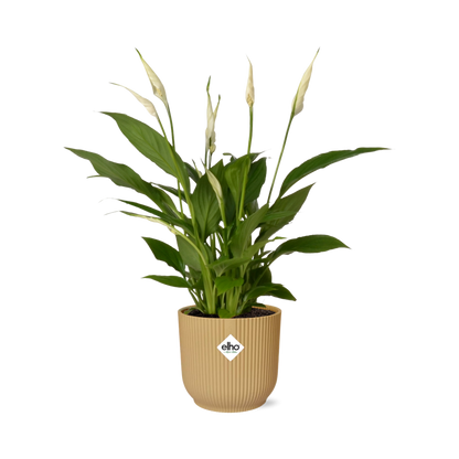 Spathiphyllum 12 cm Torelli in ELHO Vibes Fold 14 cm Gelb