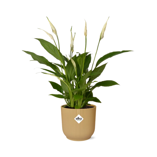 Spathiphyllum 12 cm Torelli in ELHO Vibes Fold 14 cm Gelb