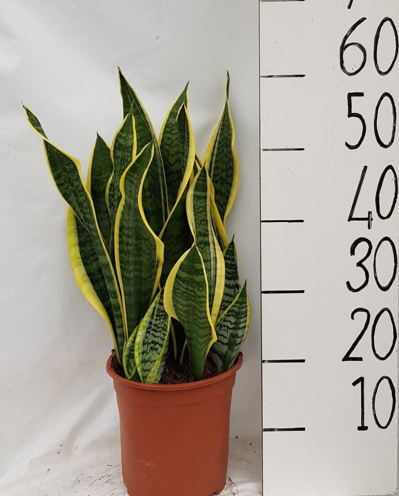 Sanseveria Laurentii – Pflegeleichte Luftreiniger-Pflanze Ø21cm