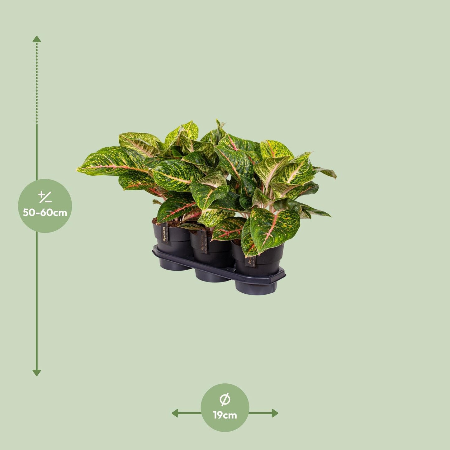 Aglaonema Spring Red – Pflegeleichte Zimmerpflanze Ø19cm