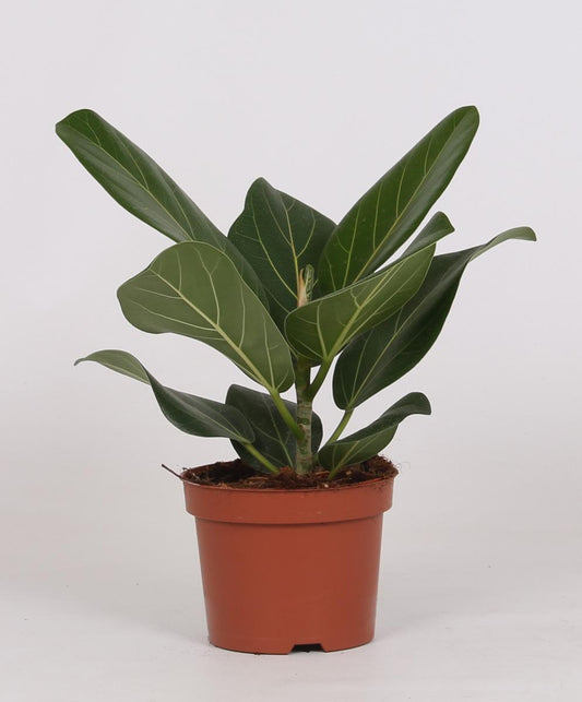 Ficus Bengalensis – Luftreinigende pflegeleichte Zimmerpflanze Ø12cm