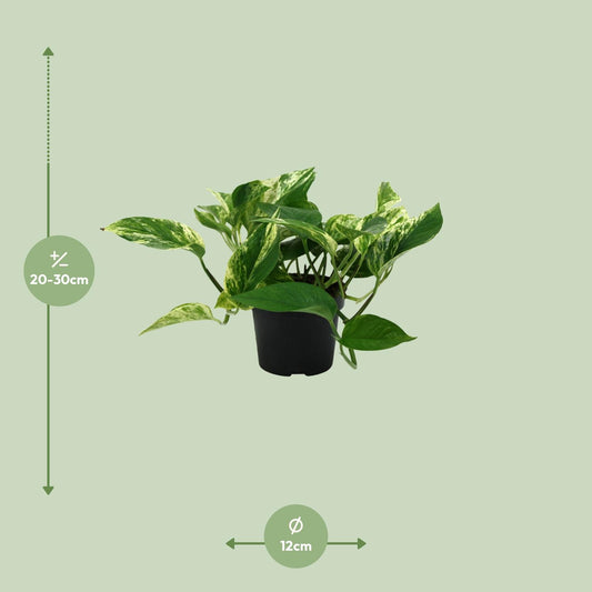 Epipremnum Marble Queen – Pflegeleichte Zimmerpflanze Ø12cm