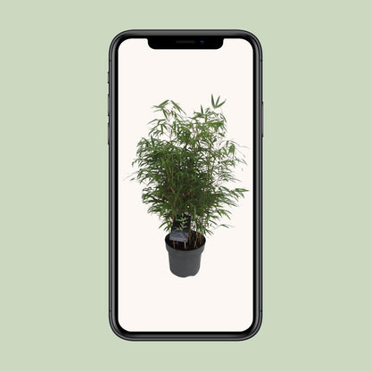 Drachenkopf-Bambus Fargesia Rufa – Pflegeleichter Bambus 95 cm