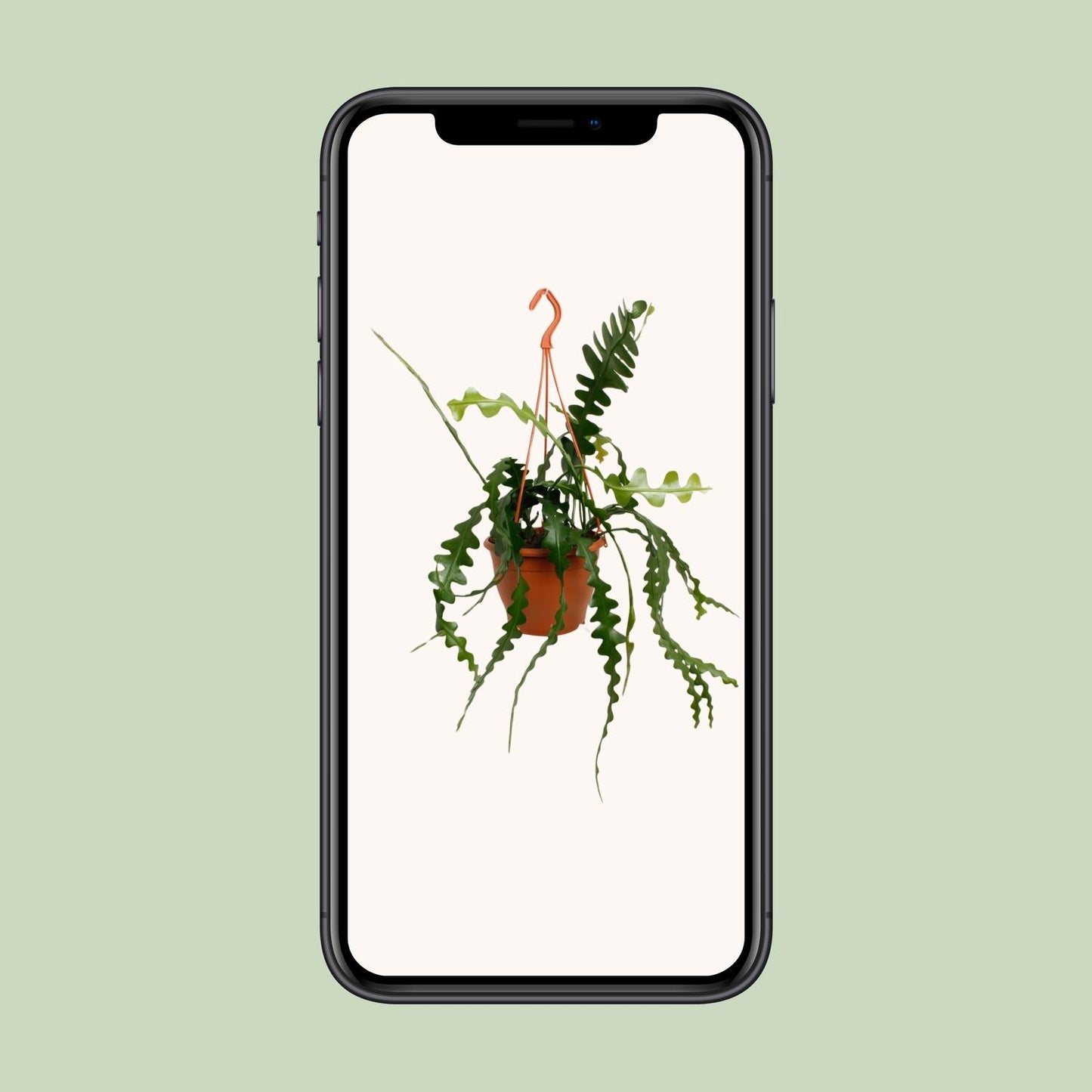 Epiphyllum Anguliger – Pflegeleichter Kaktus für modernes Wohnen