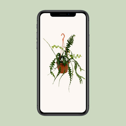 Epiphyllum Anguliger – Pflegeleichter Kaktus für modernes Wohnen