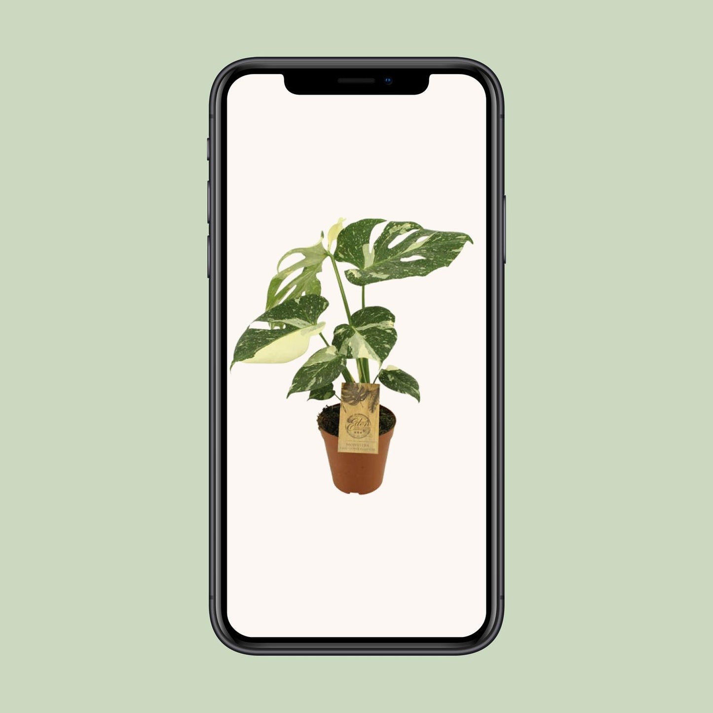 Monstera Thai Constellation – Exotische, pflegeleichte Zimmerpflanze Ø15cm