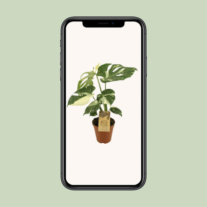 Monstera Thai Constellation – Exotische, pflegeleichte Zimmerpflanze Ø15cm