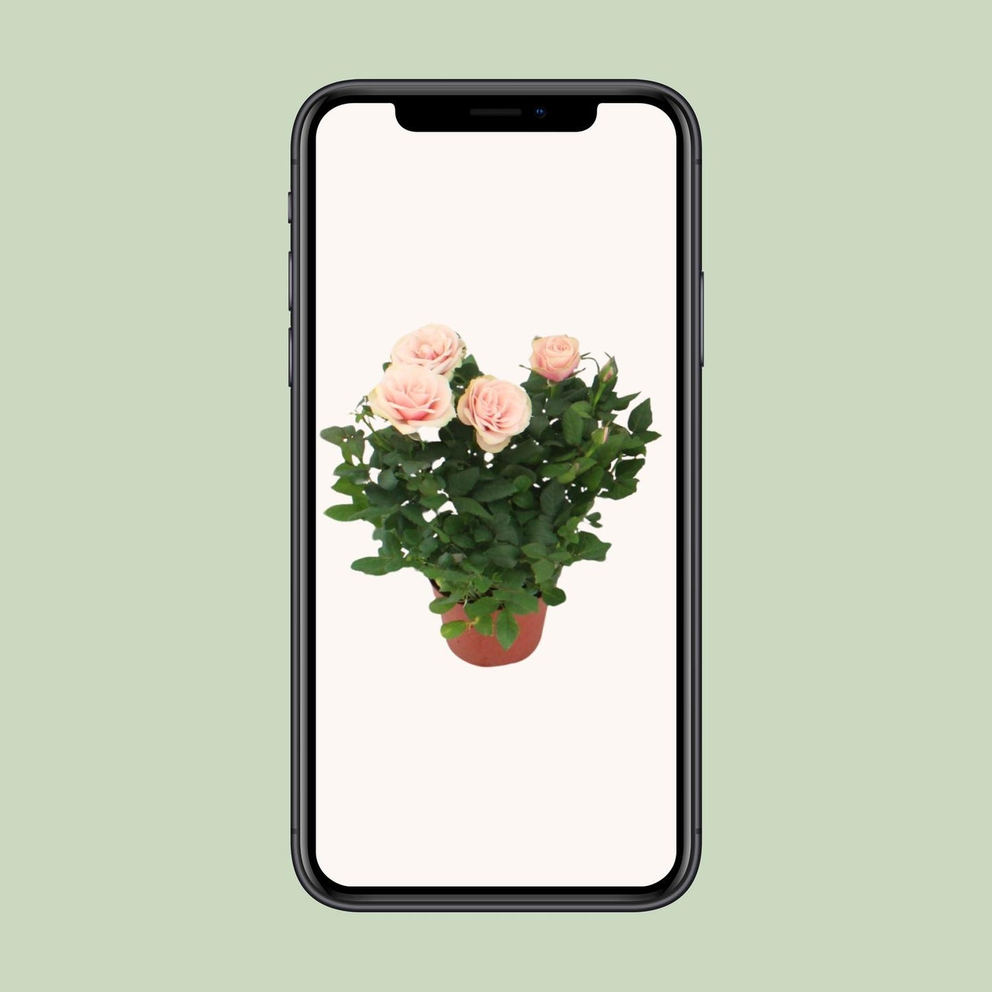 Topfrose Rosa Light Pink Ø12cm, 29cm hoch
