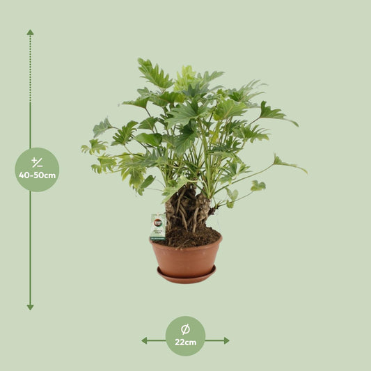 Philodendron Xanadu Op Stam – pflegeleichte Zimmerpflanze Ø22cm