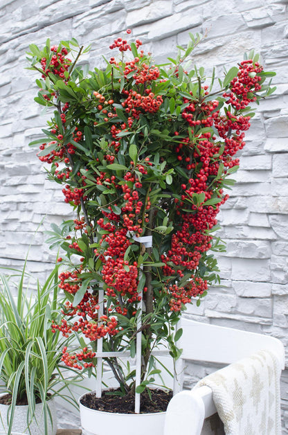 Pyracantha coccinea Red Star – Immergrüner Feuerdorn mit roten Beeren