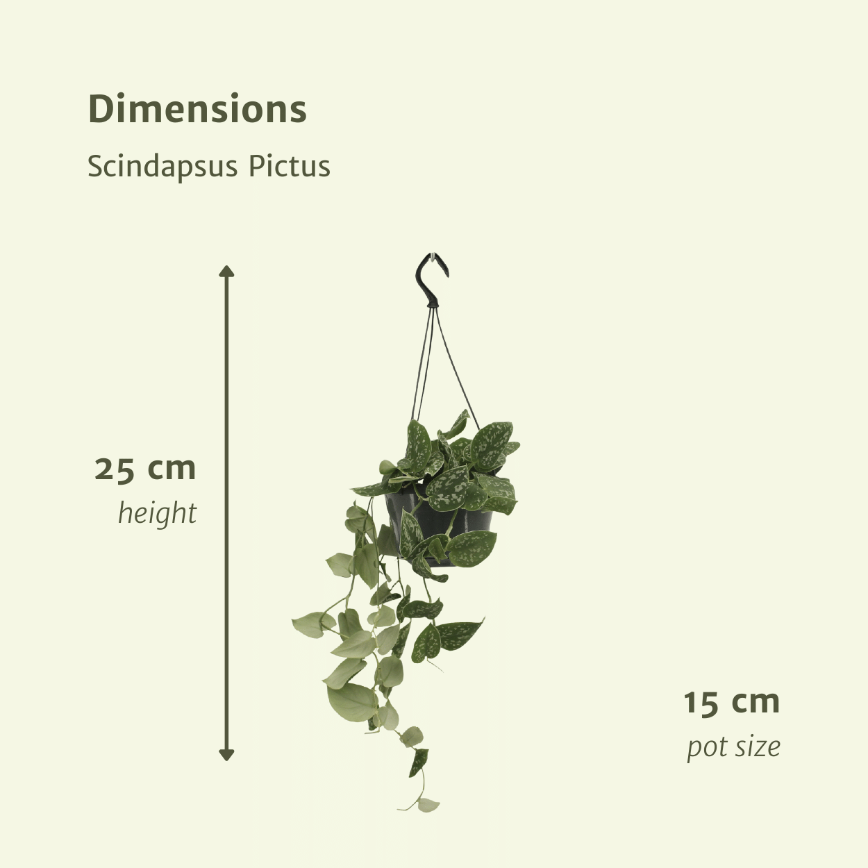Scindapsus Pictus 2er Set Ø15 cm – Pflegeleichte Kletterpflanze