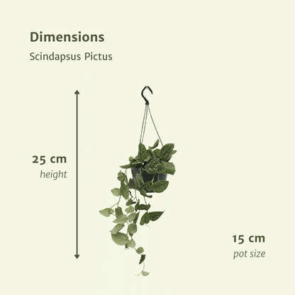 Scindapsus Pictus 2er Set Ø15 cm – Pflegeleichte Kletterpflanze