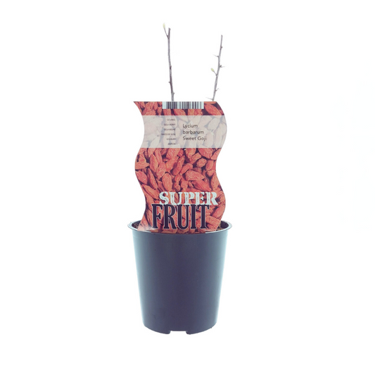 Lycium Sweet Goji – Robuste Goji-Beerenpflanze Ø12cm