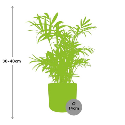 Chamaedorea Zwergbergpalme in ELHO b.for soft Rond 14cm Brique