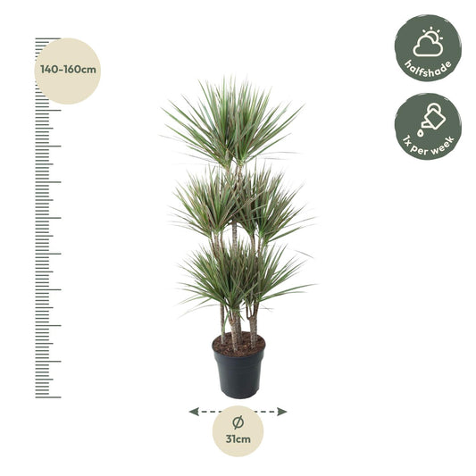 Dracaena Bicolor Carrousel – 150 cm, ø31 cm