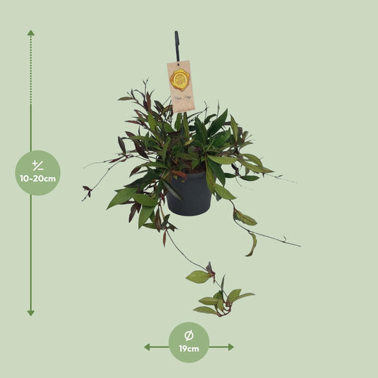 Hoya Carnosa Compacta - Ø19cm - ↕20cm