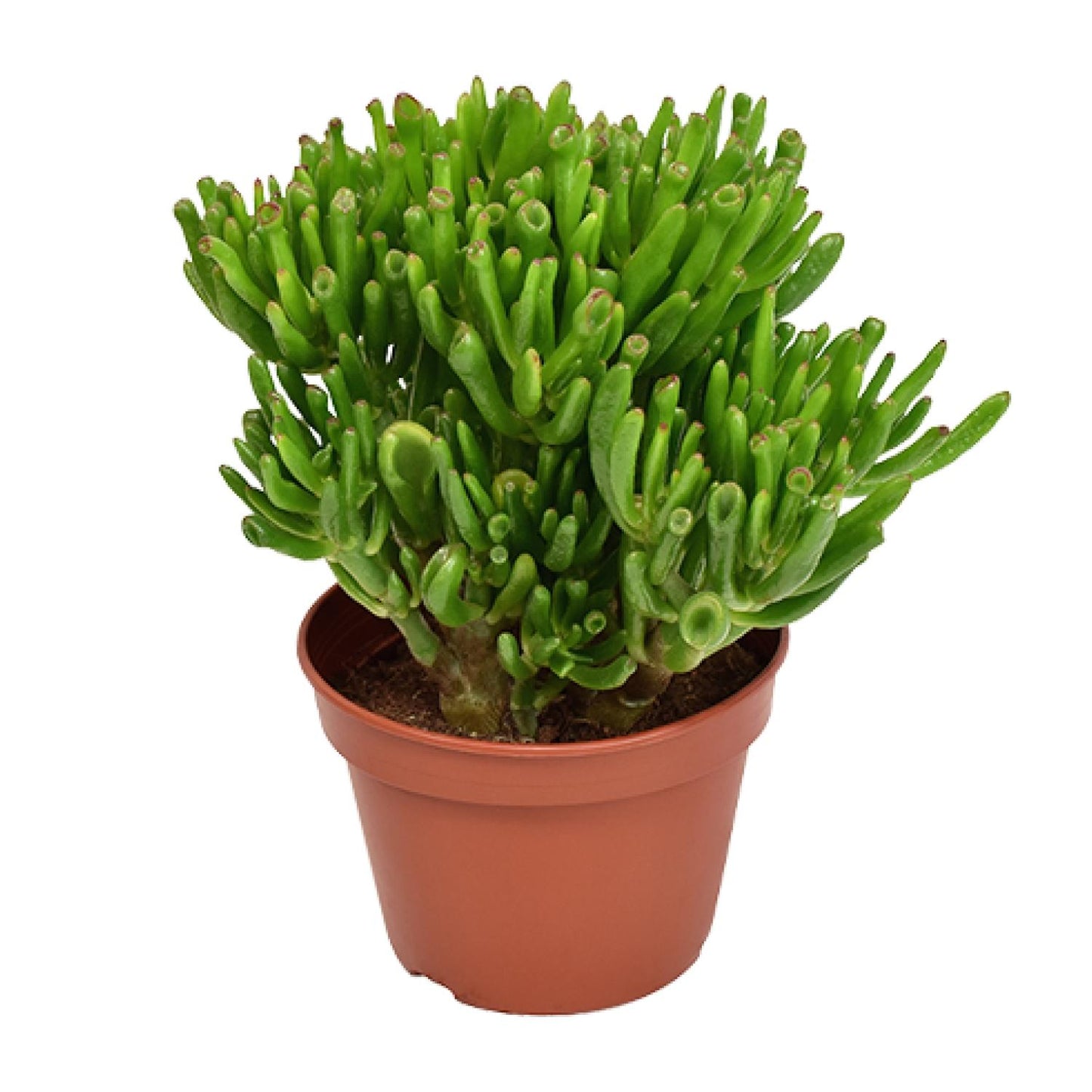 Crassula Hobbit – pflegeleichte Sukkulente Ø15cm