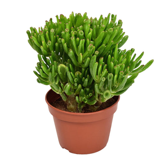 Crassula Hobbit – pflegeleichte Sukkulente Ø15cm